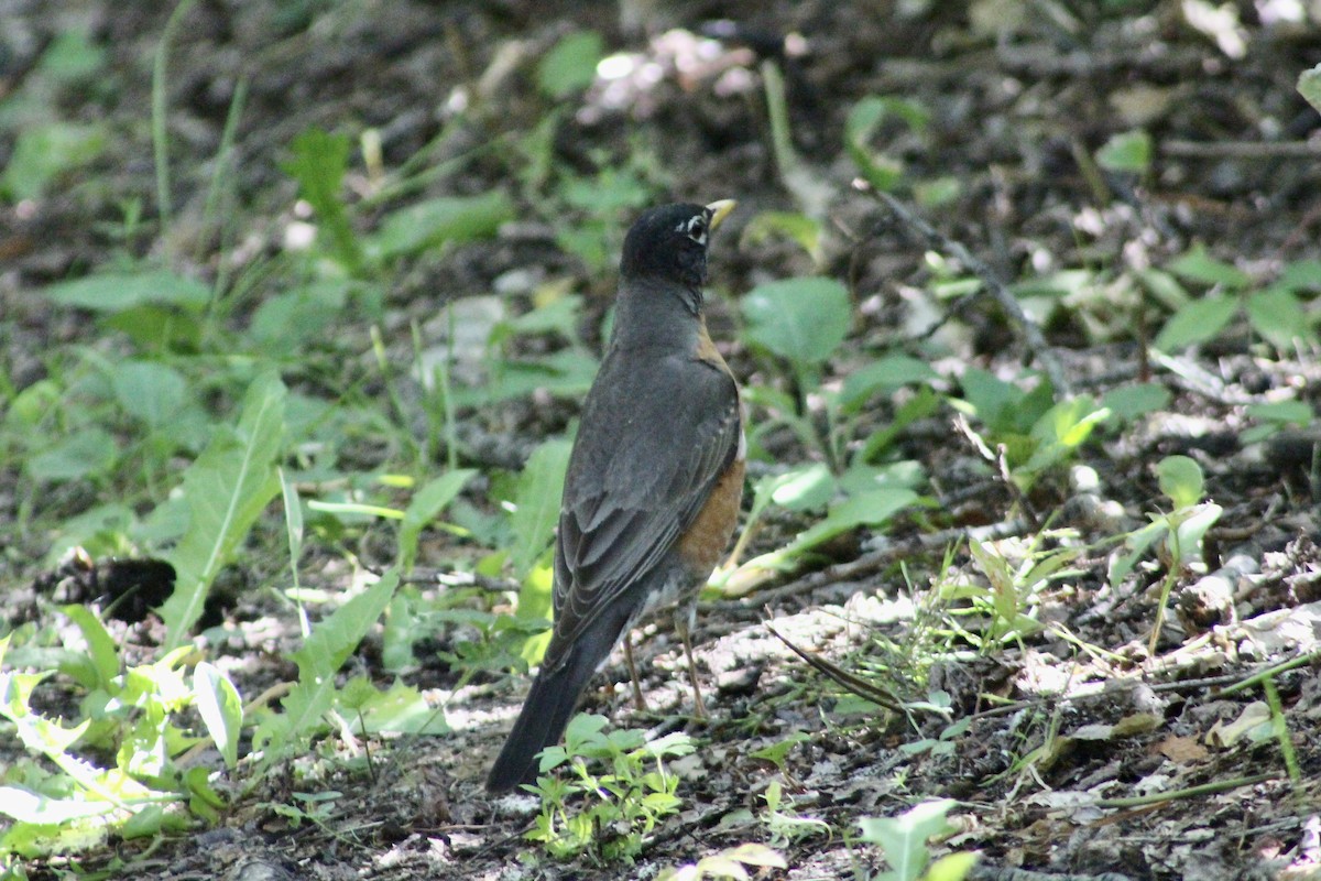 American Robin - ML638293659