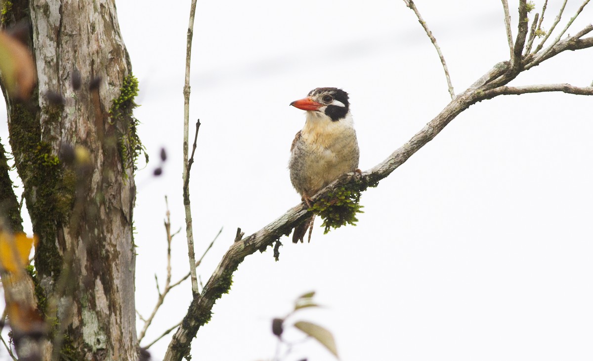 White-eared Puffbird - ML638293661