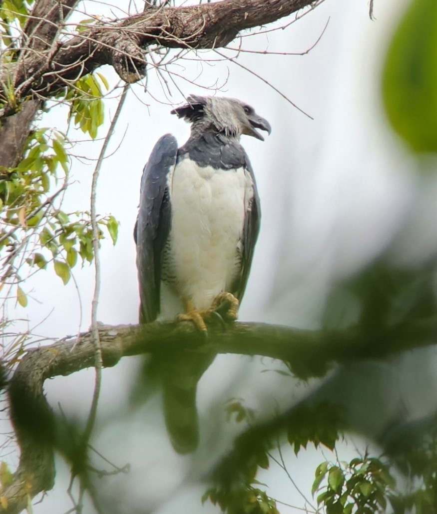 Harpy Eagle - ML638293668