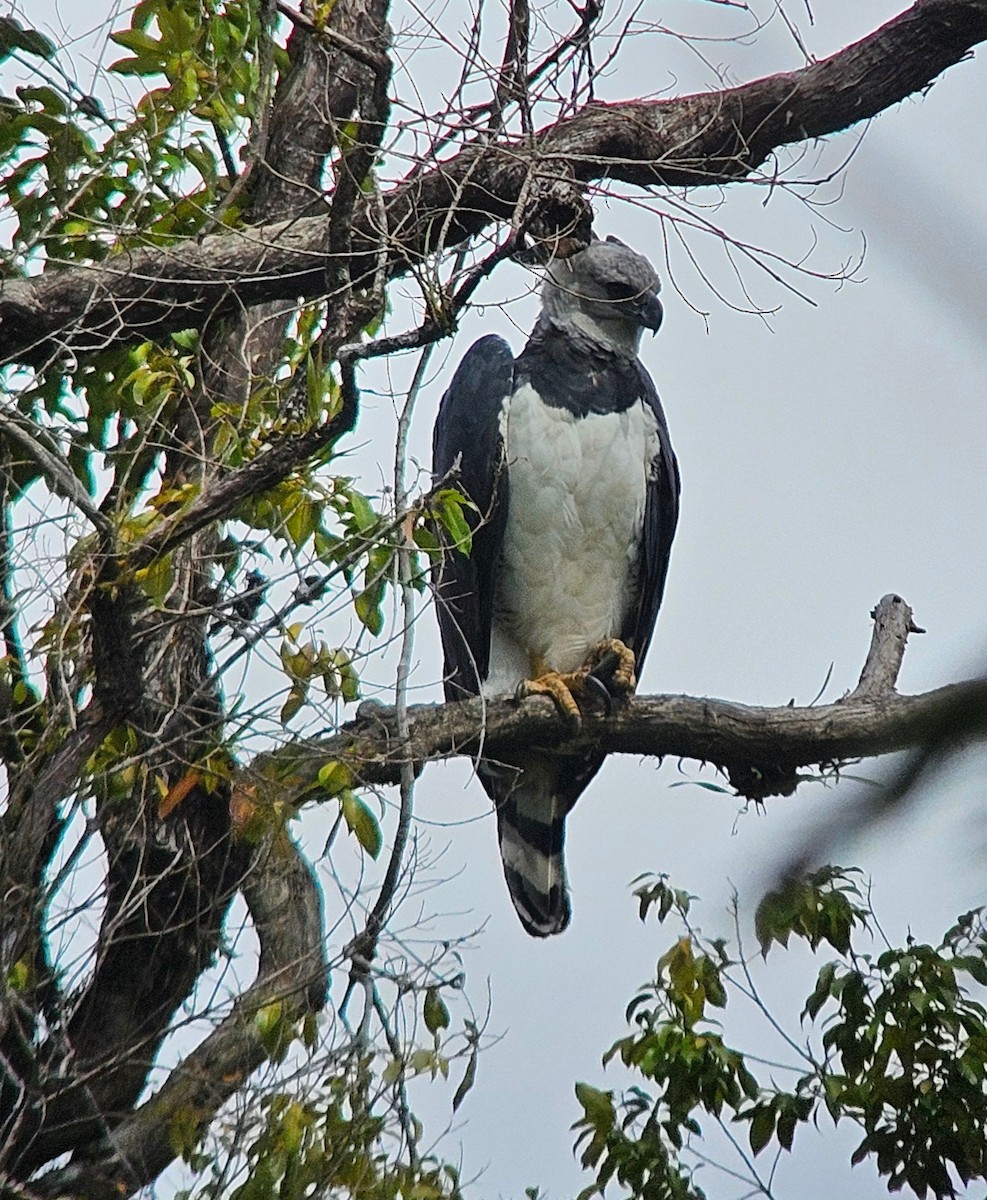 Harpy Eagle - ML638293669