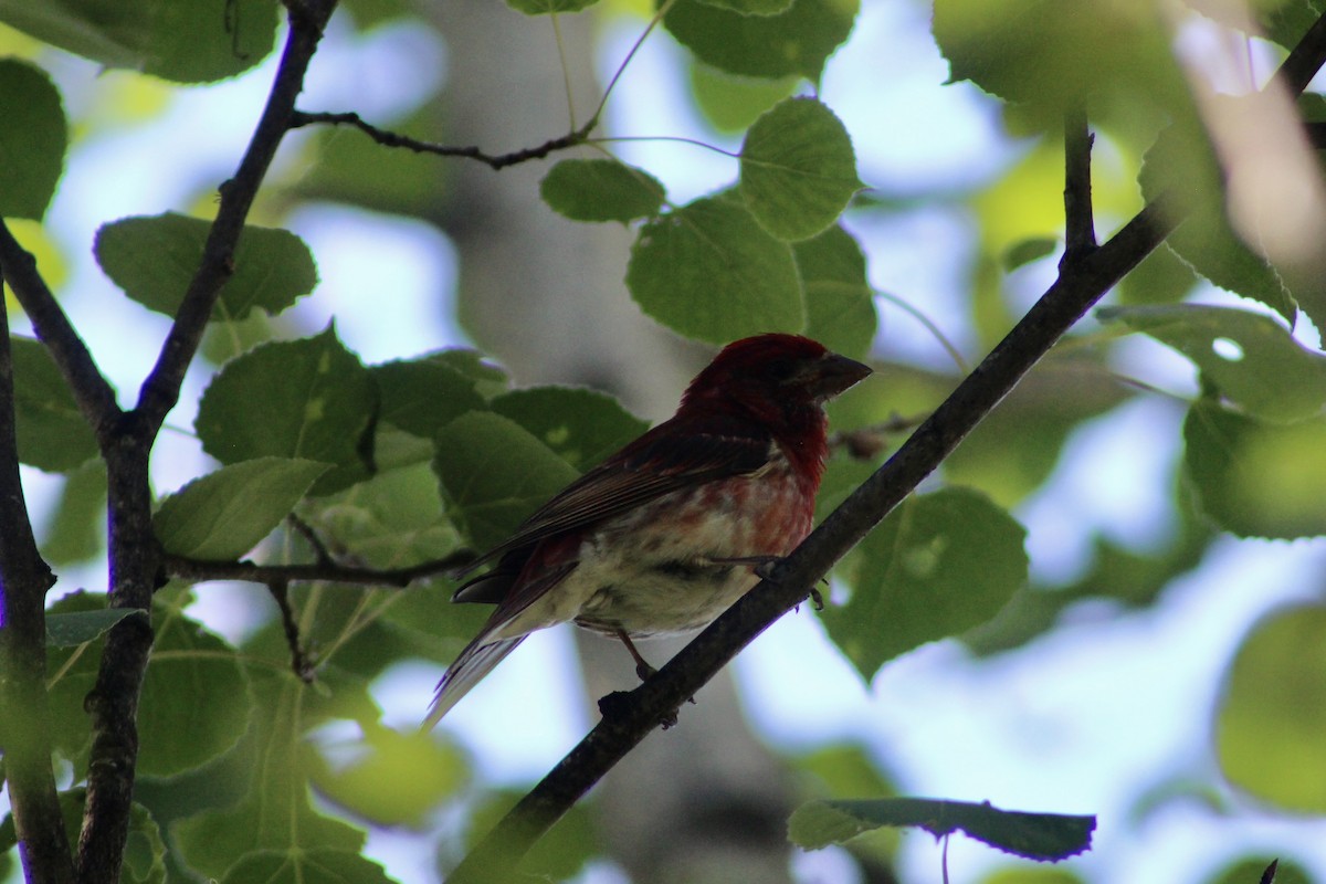 Purple Finch (Eastern) - ML638293692
