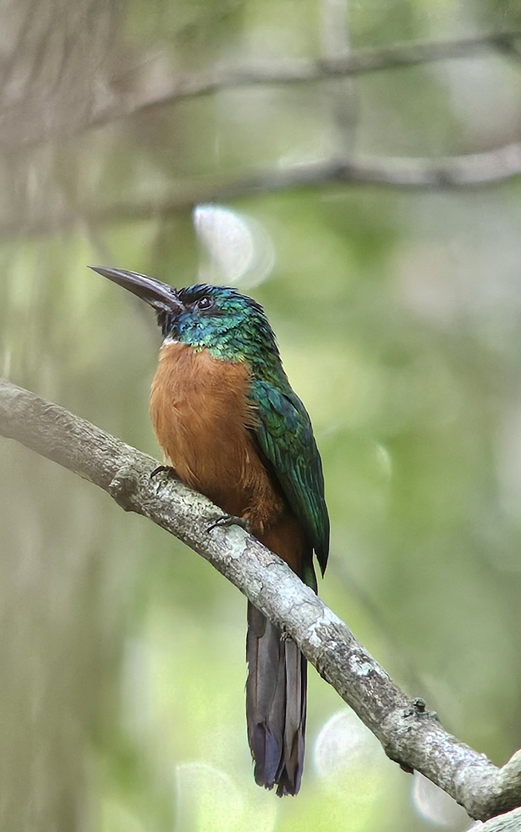 Great Jacamar - ML638293696