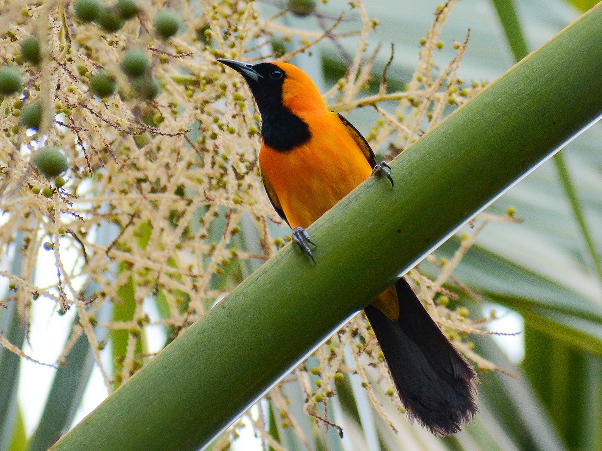 Hooded Oriole - ML638293697