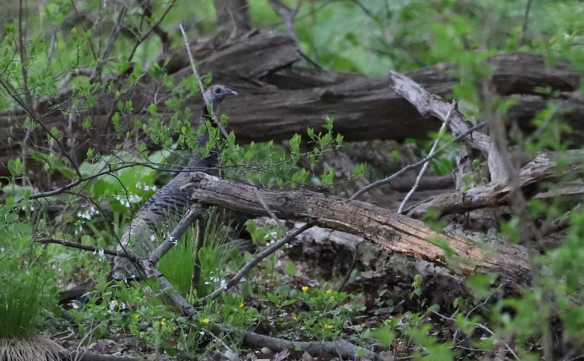 Wild Turkey - ML638293701
