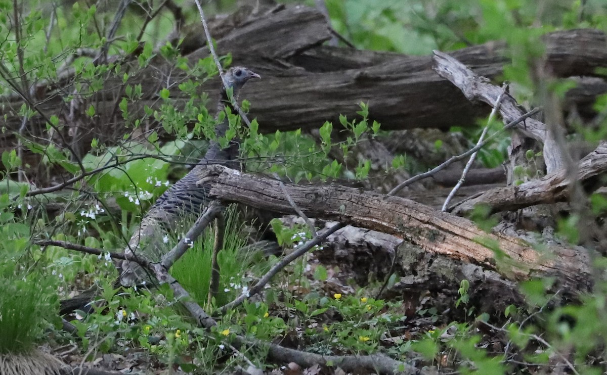 Wild Turkey - ML638293703