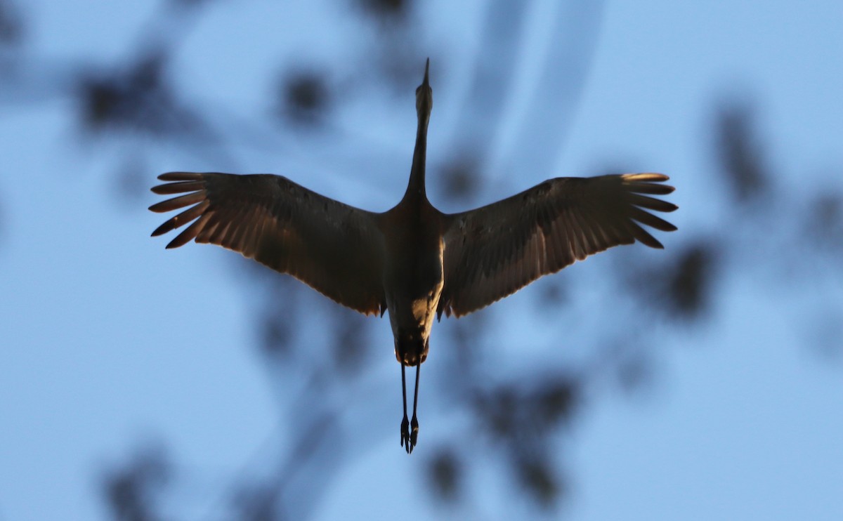 Sandhill Crane - ML638293707