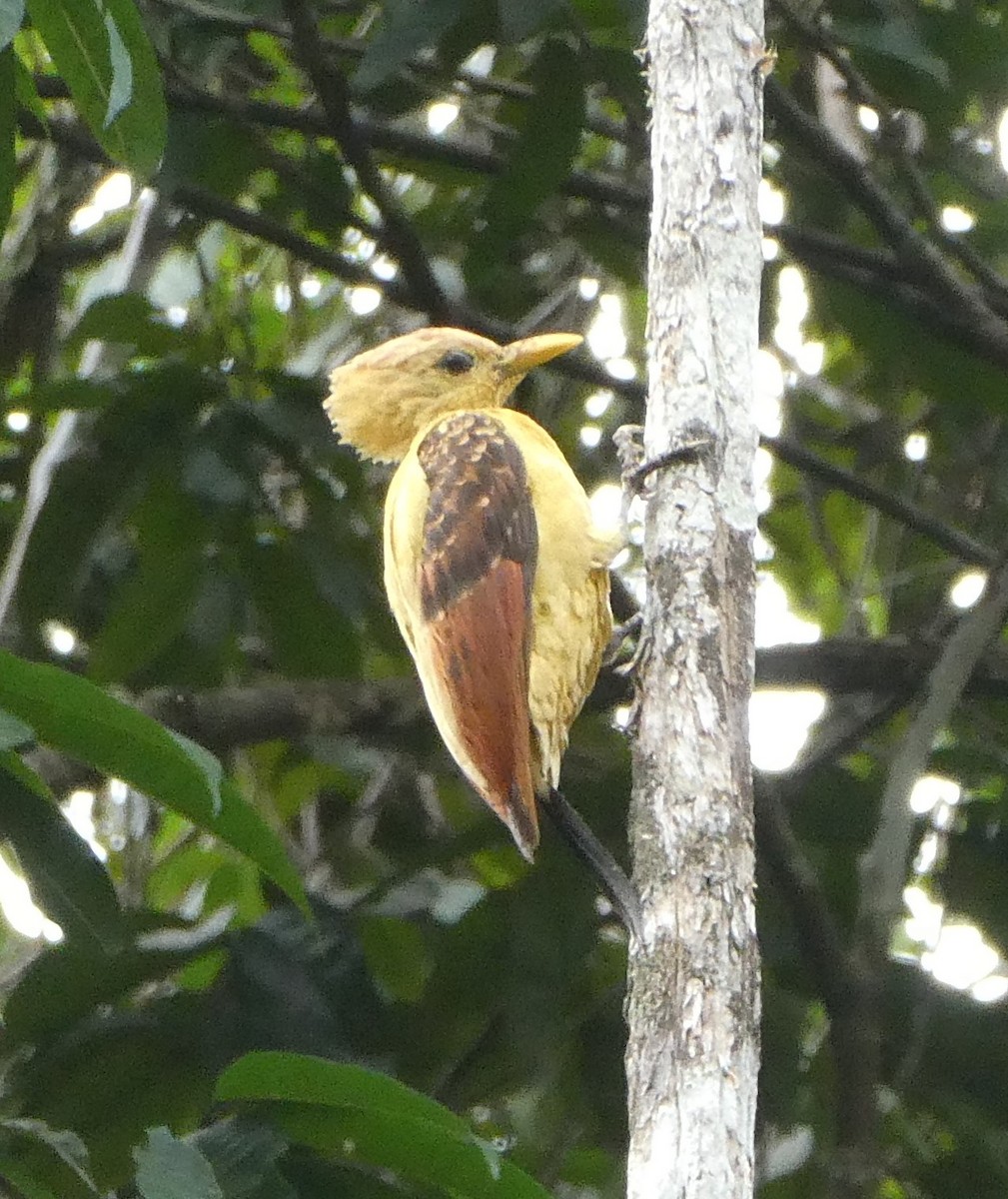 Cream-colored Woodpecker - ML638293708