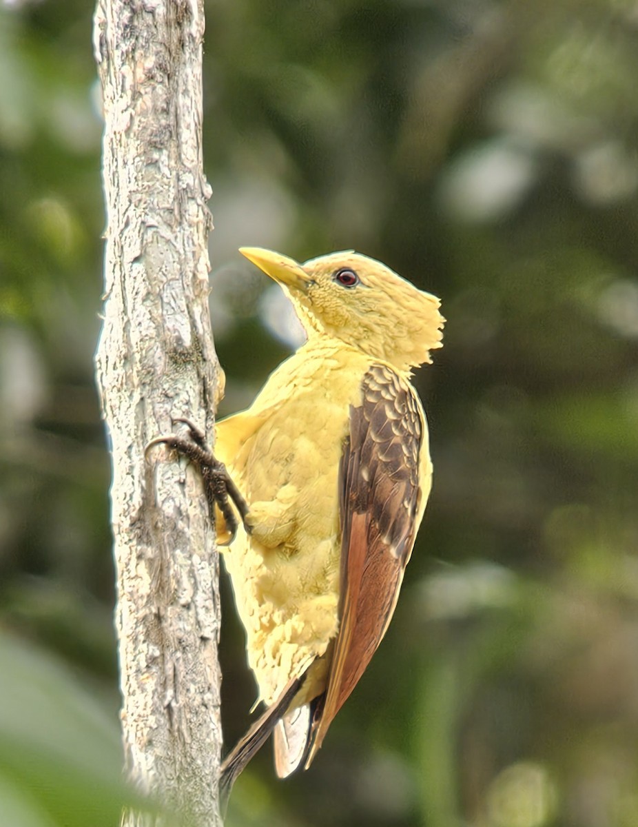 Cream-colored Woodpecker - ML638293709