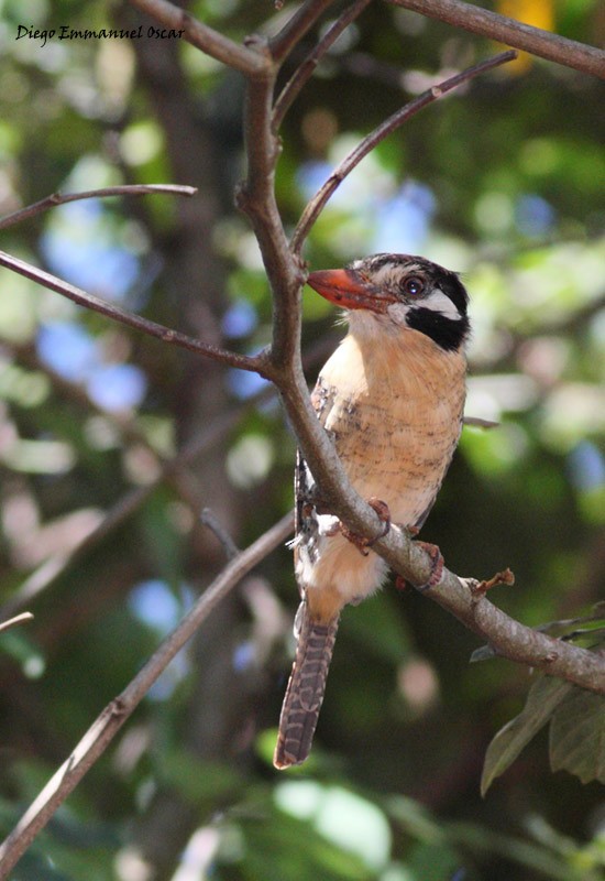 White-eared Puffbird - ML638293710