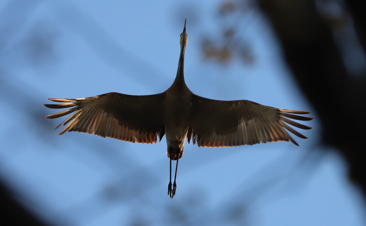 Sandhill Crane - ML638293711