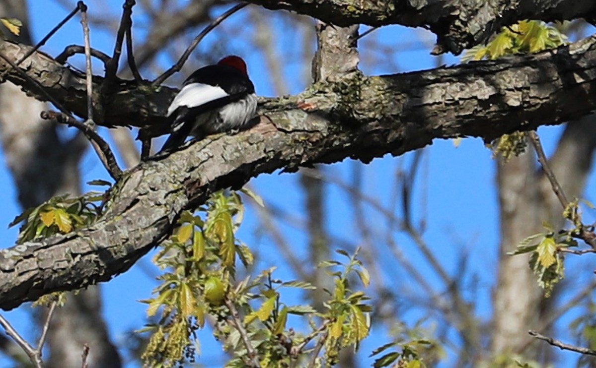 Red-headed Woodpecker - ML638293712