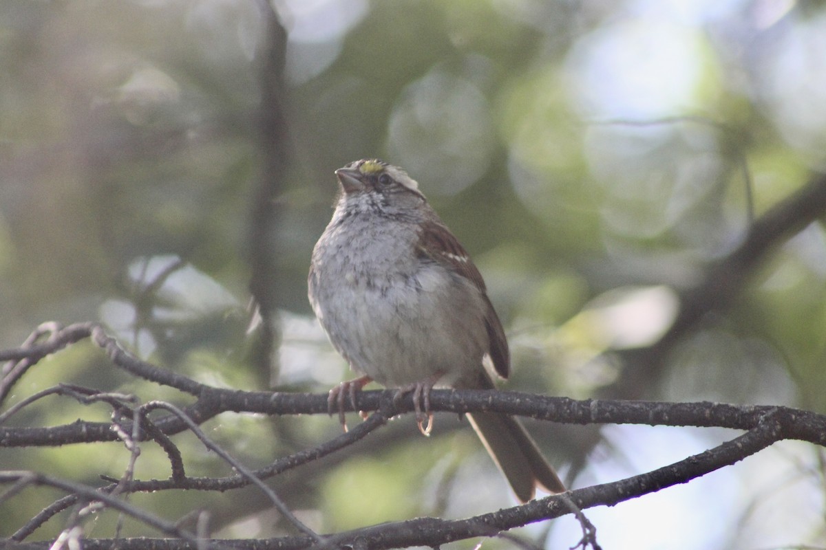 White-throated Sparrow - ML638293713