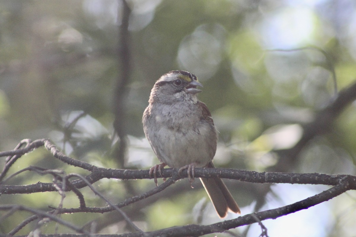 White-throated Sparrow - ML638293718