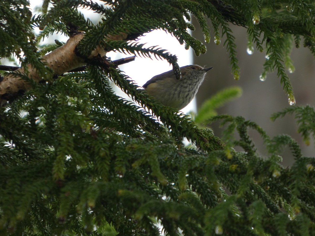 Brown Thornbill - ML638293720