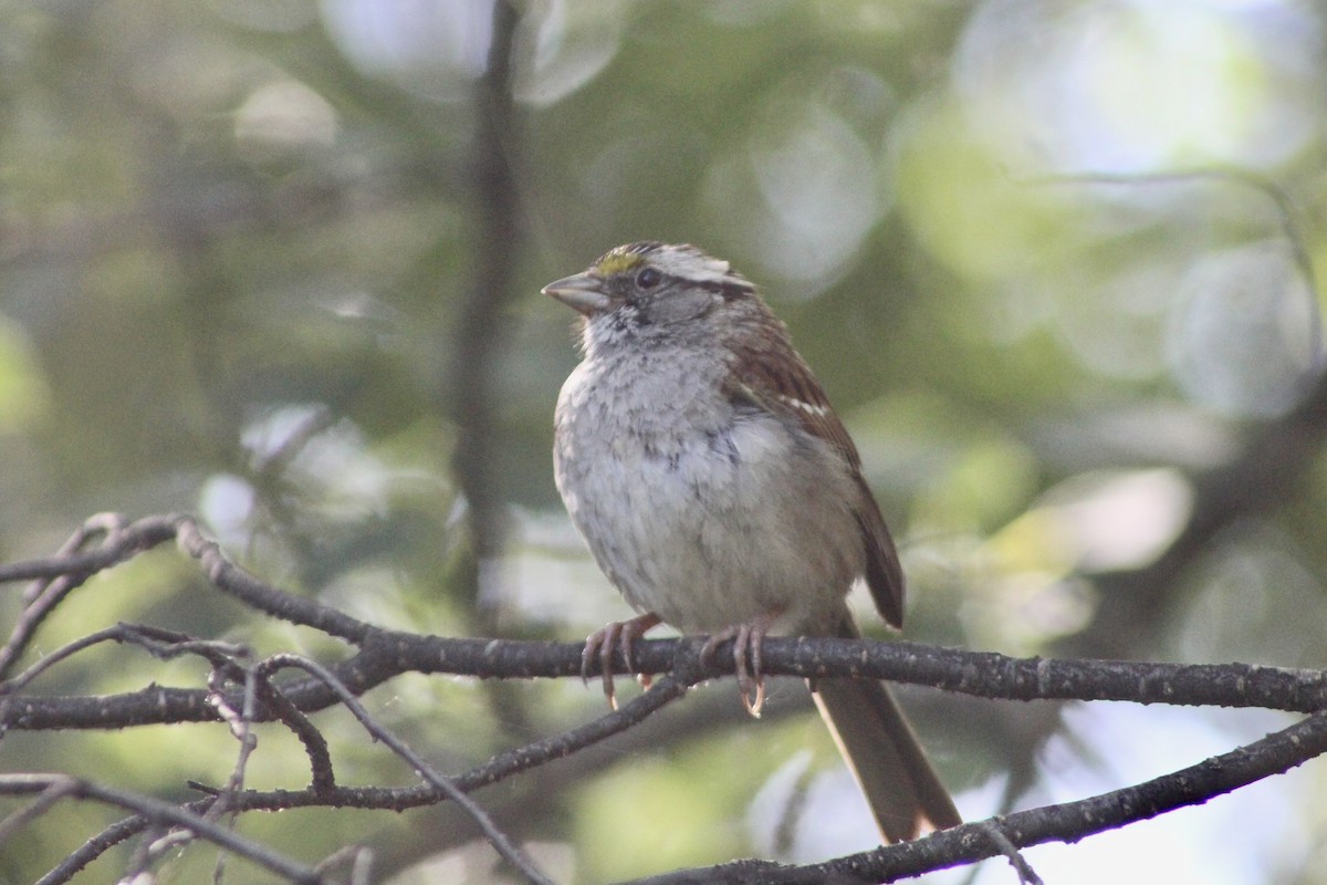 White-throated Sparrow - ML638293726