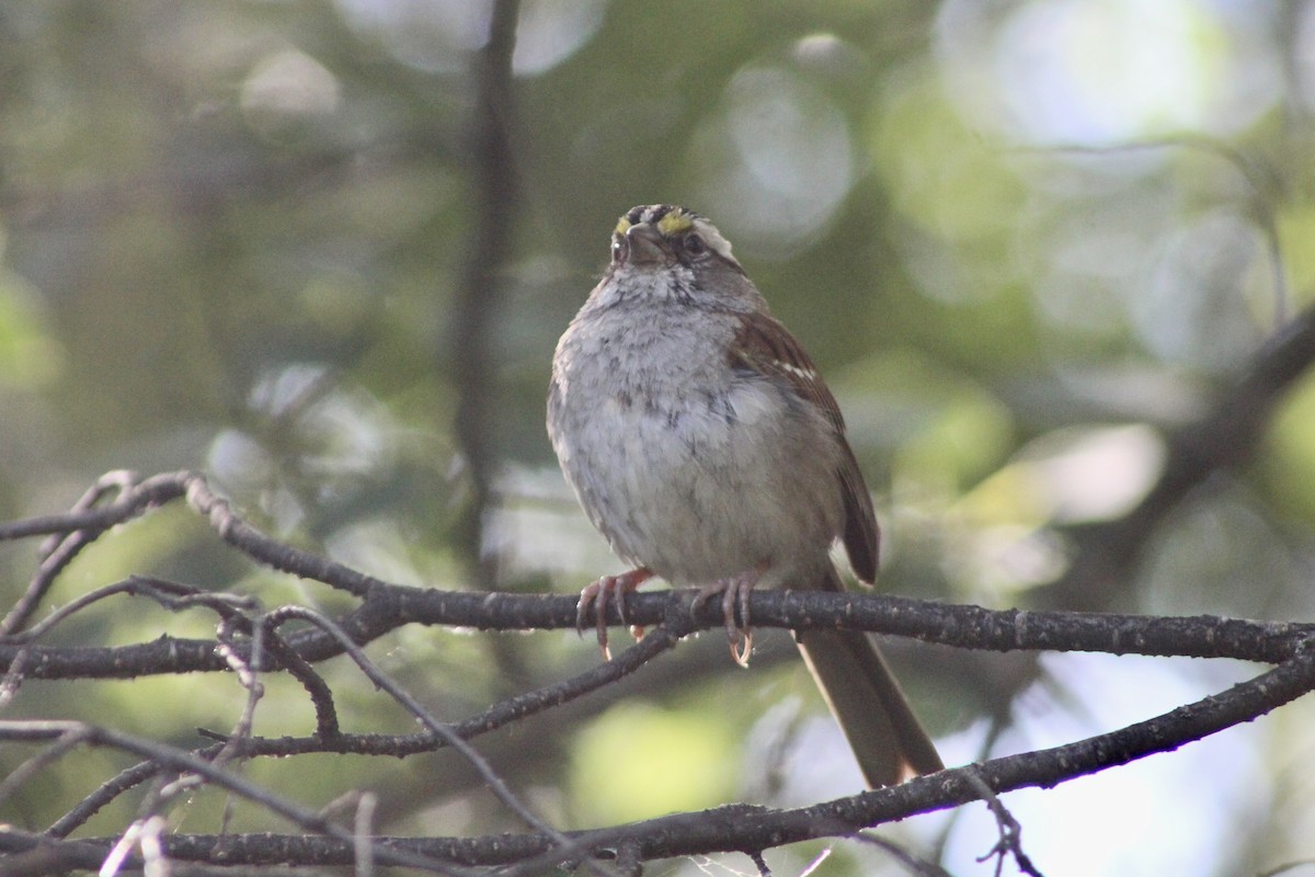White-throated Sparrow - ML638293731