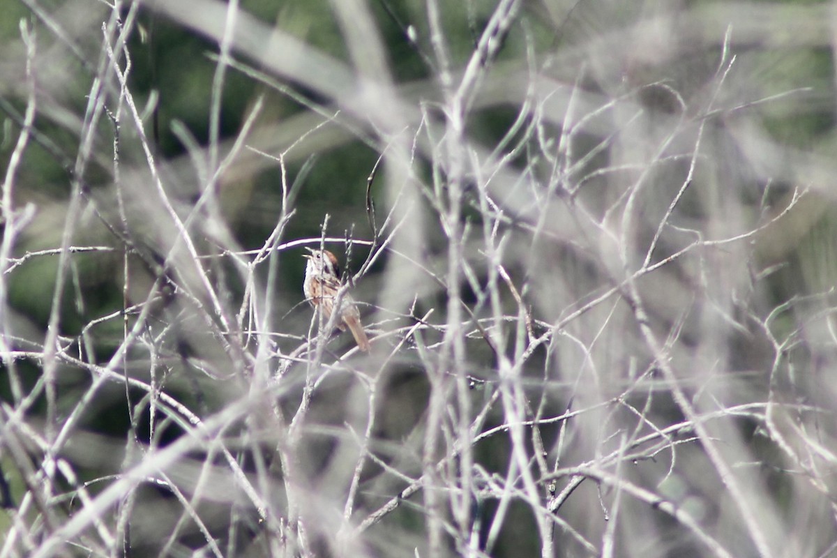 Swamp Sparrow - ML638293742