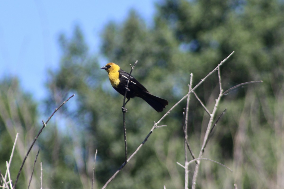 Yellow-headed Blackbird - ML638293744