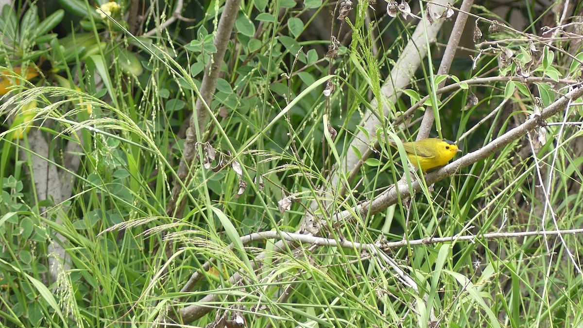 Wilson's Warbler - ML638293753