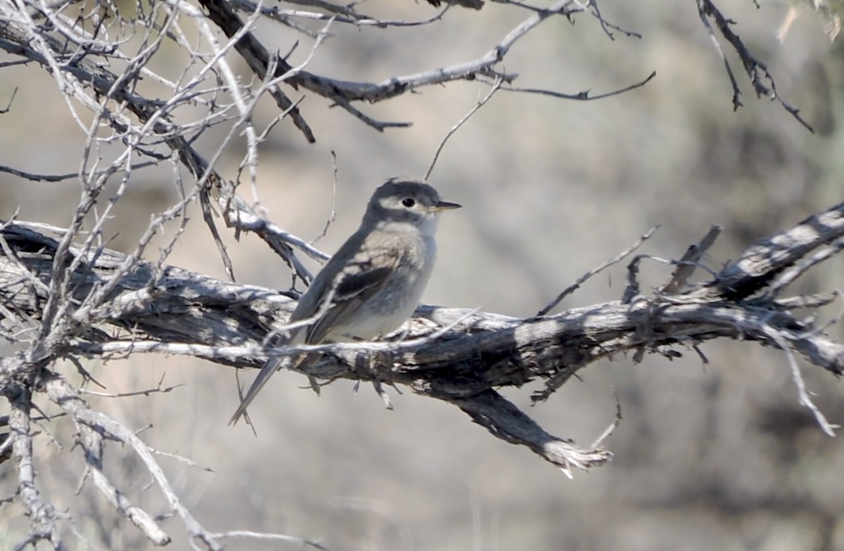 Gray Flycatcher - ML638293757
