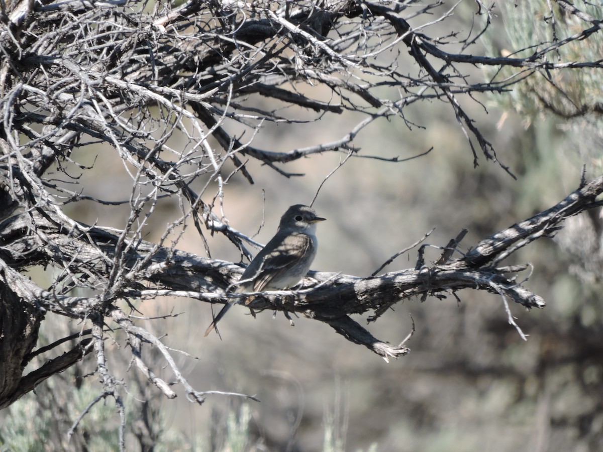 Gray Flycatcher - ML638293758