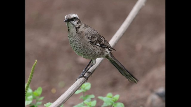 Uzun Kuyruklu Taklitçi - ML638293759