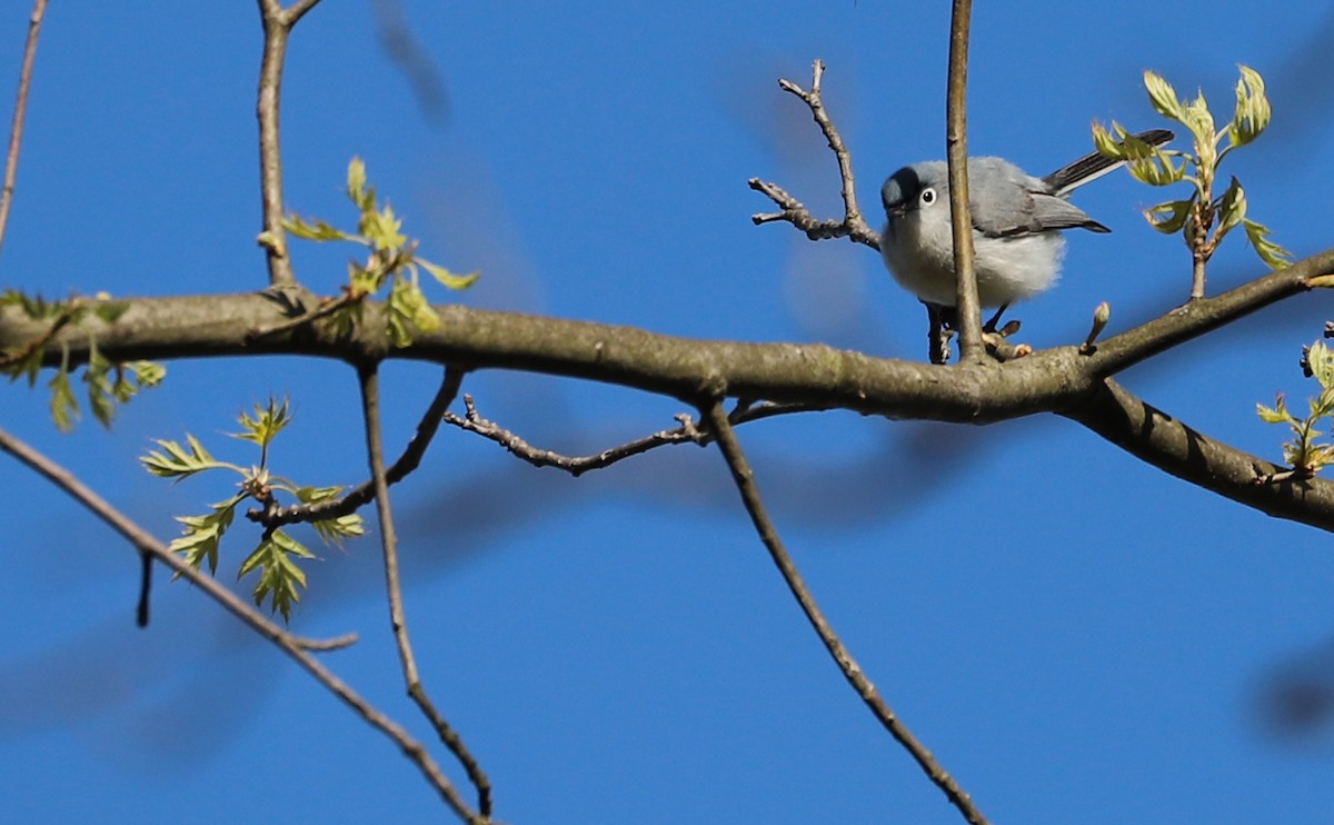 Blue-gray Gnatcatcher (Eastern) - ML638293760