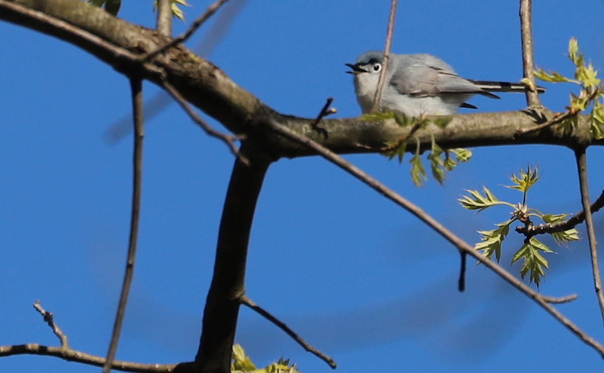 Blue-gray Gnatcatcher (Eastern) - ML638293764