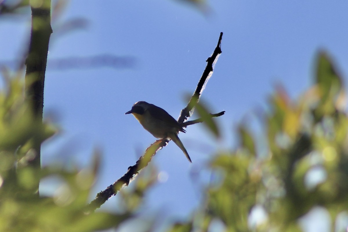 Common Yellowthroat - ML638293765