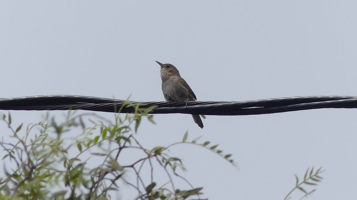 Northern House Wren - ML638293766