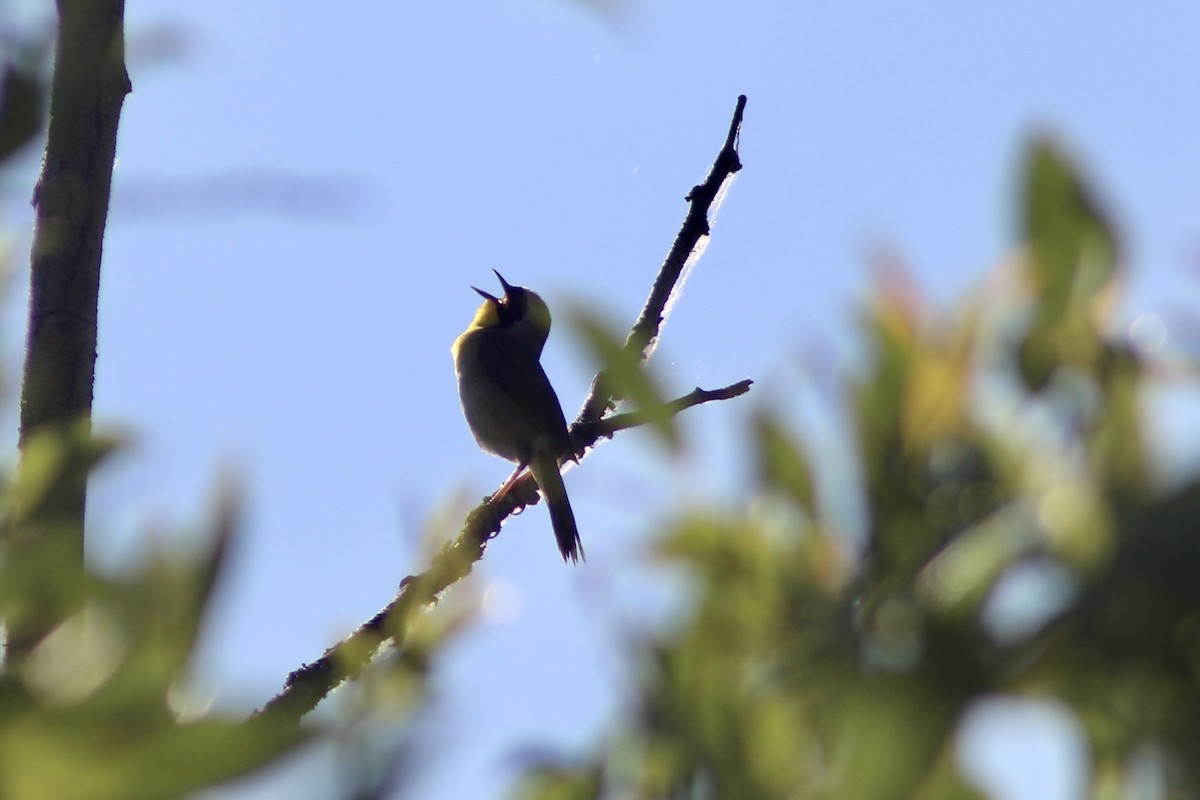 Common Yellowthroat - ML638293768