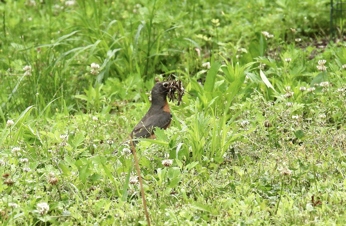 American Robin - ML638293770