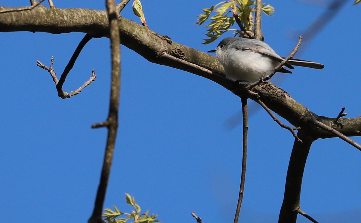 Blue-gray Gnatcatcher (Eastern) - ML638293771