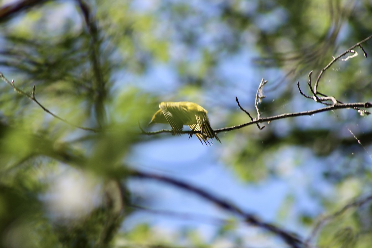 Yellow Warbler (Northern) - ML638293772