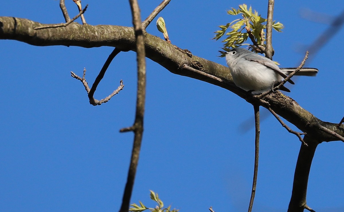 Blue-gray Gnatcatcher (Eastern) - ML638293773