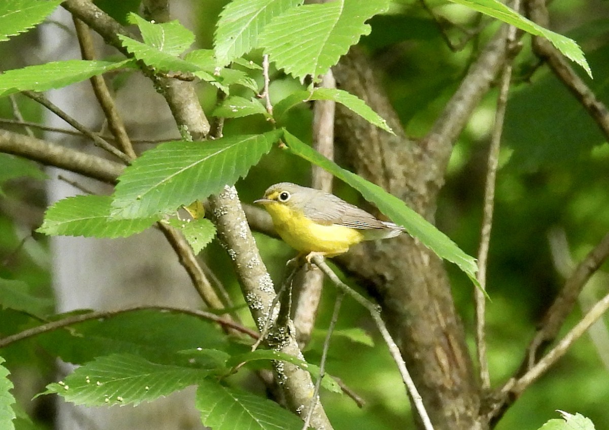 Canada Warbler - ML638293775