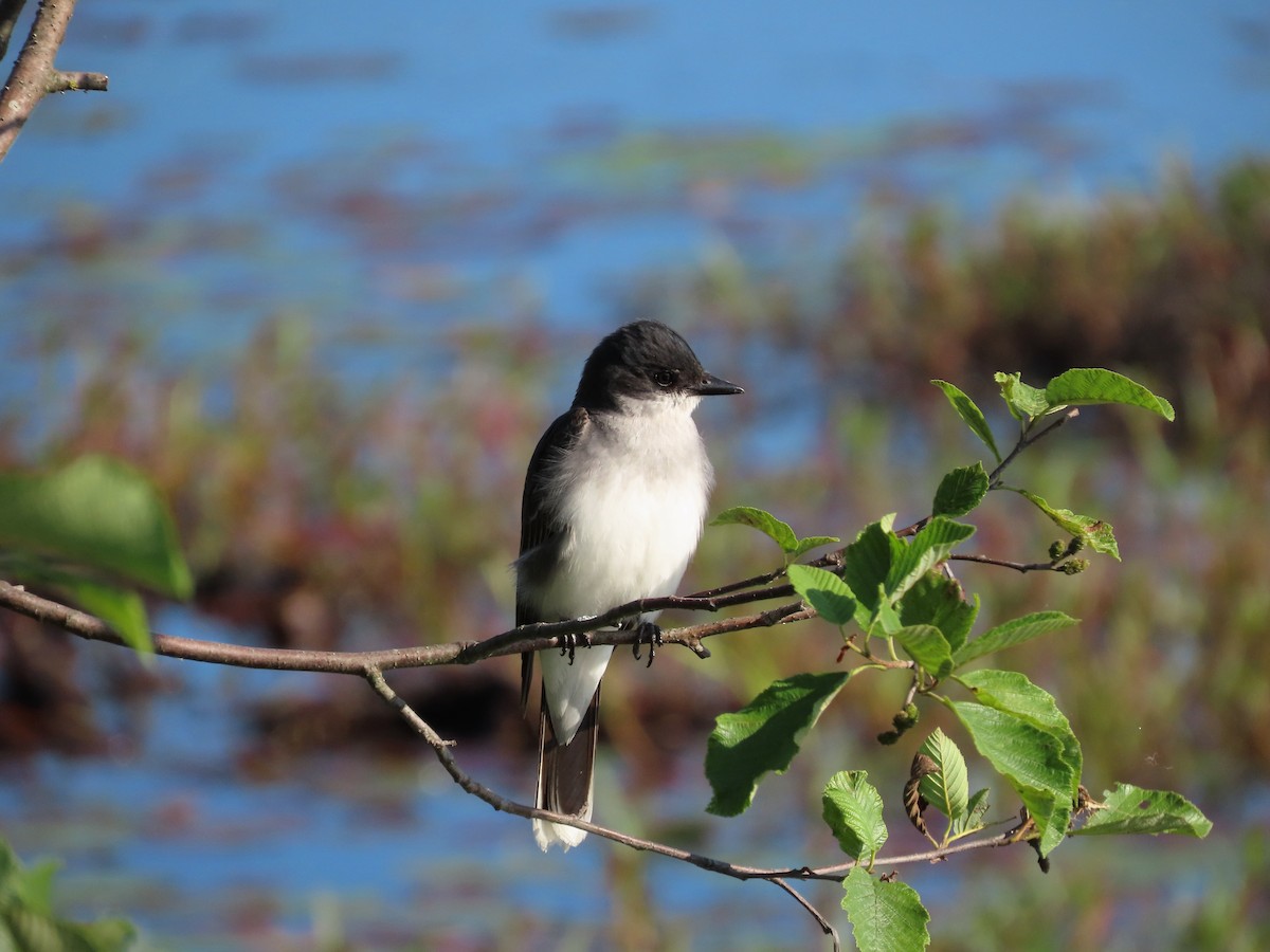 Eastern Kingbird - ML638293777