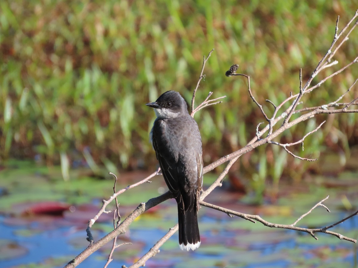 Eastern Kingbird - ML638293778