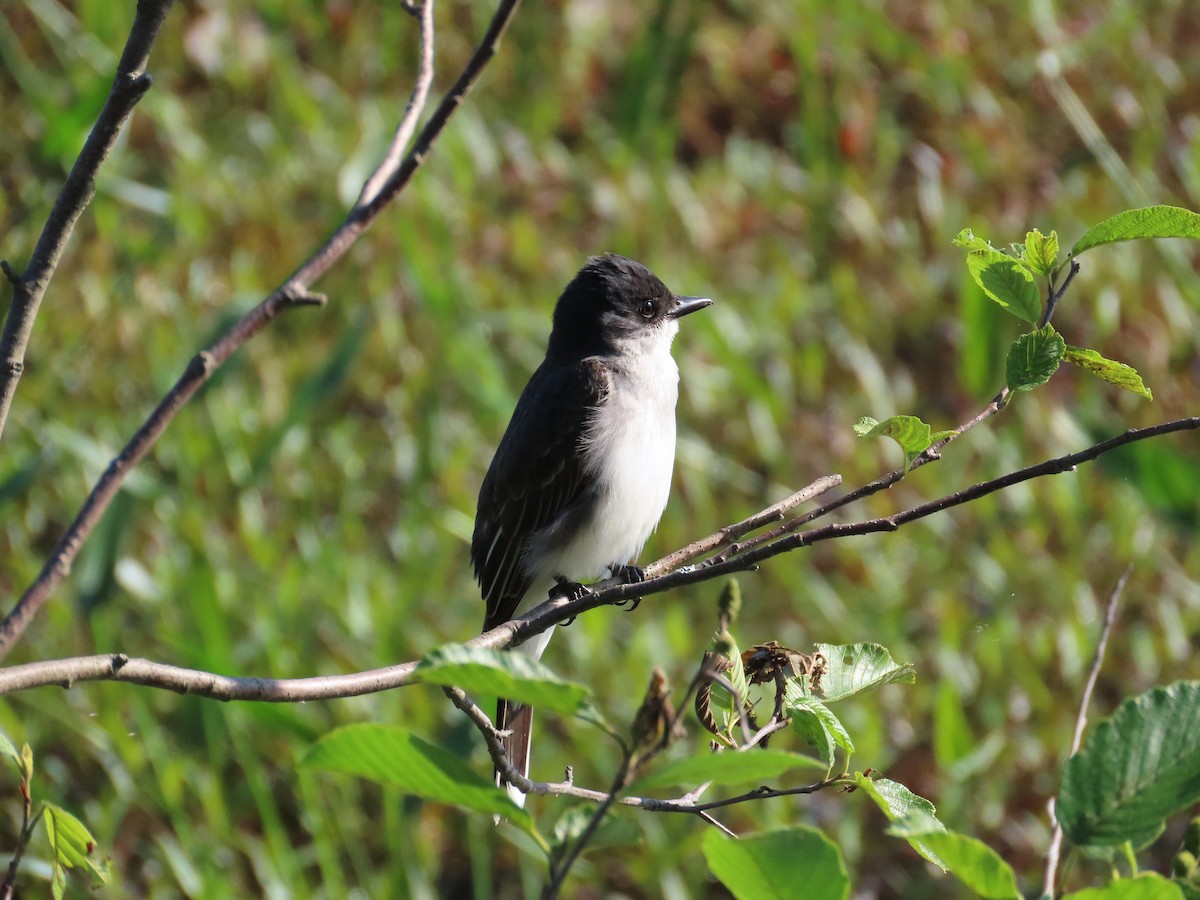 Eastern Kingbird - ML638293779