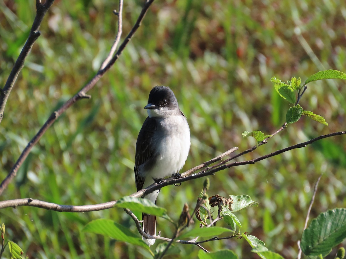 Eastern Kingbird - ML638293780