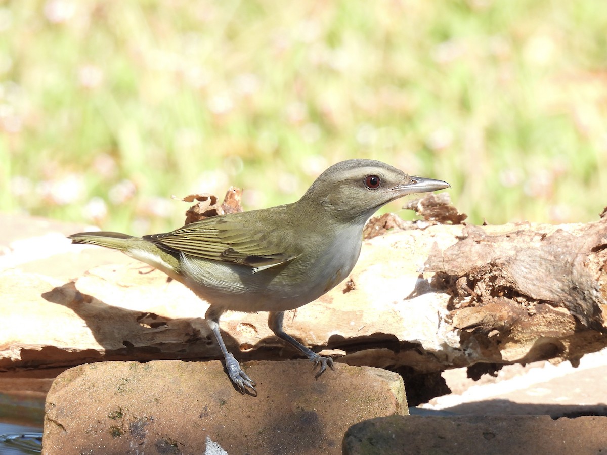 Black-whiskered Vireo - ML638293782