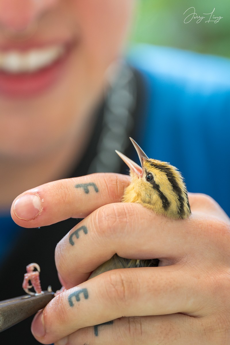 Worm-eating Warbler - ML638293783