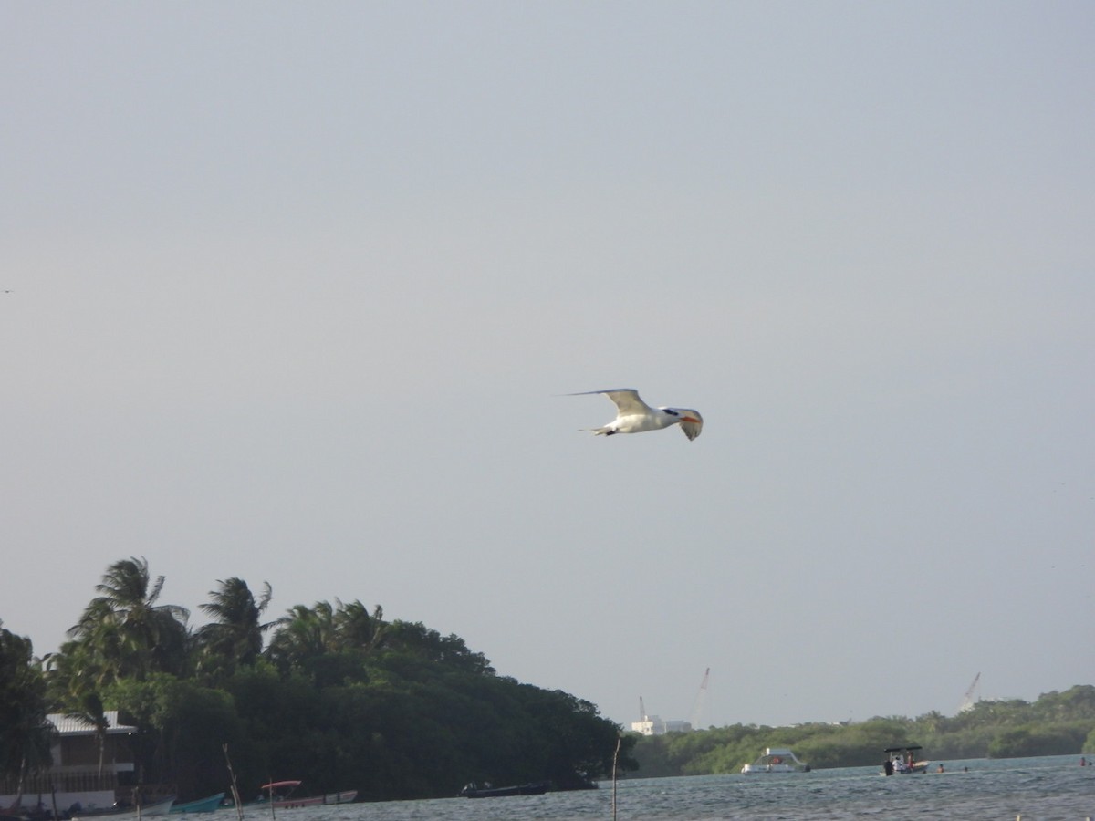 Royal Tern - ML638293789