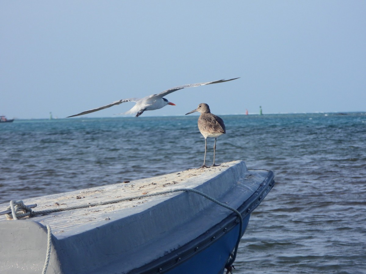 Royal Tern - ML638293790