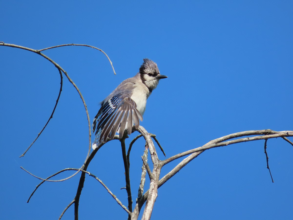 Blue Jay - ML638293796