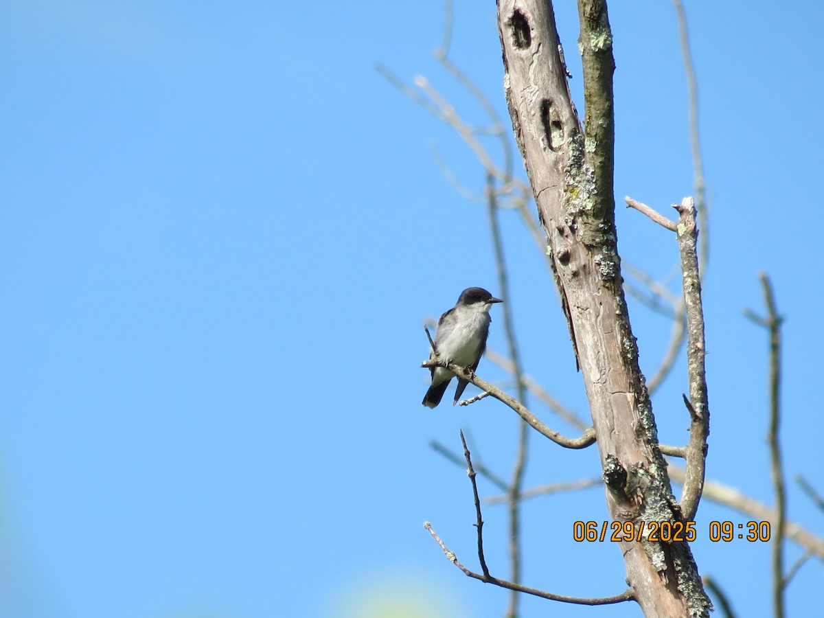 Eastern Kingbird - ML638293801