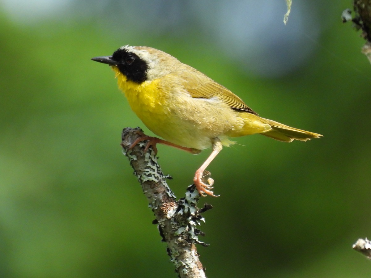 Common Yellowthroat - ML638293803