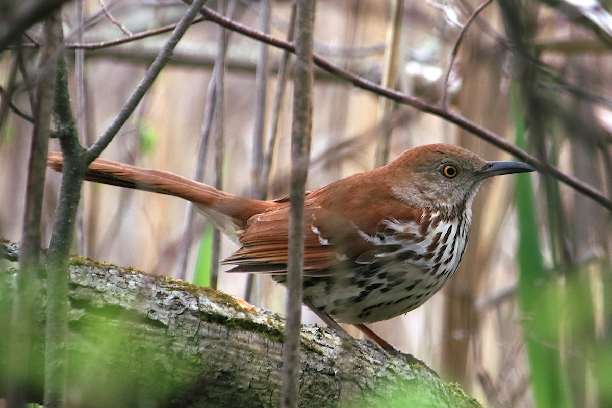 Brown Thrasher - ML638293820