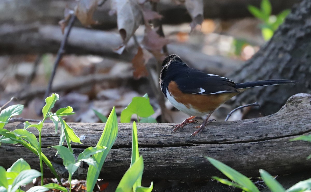 Eastern Towhee - ML638293823