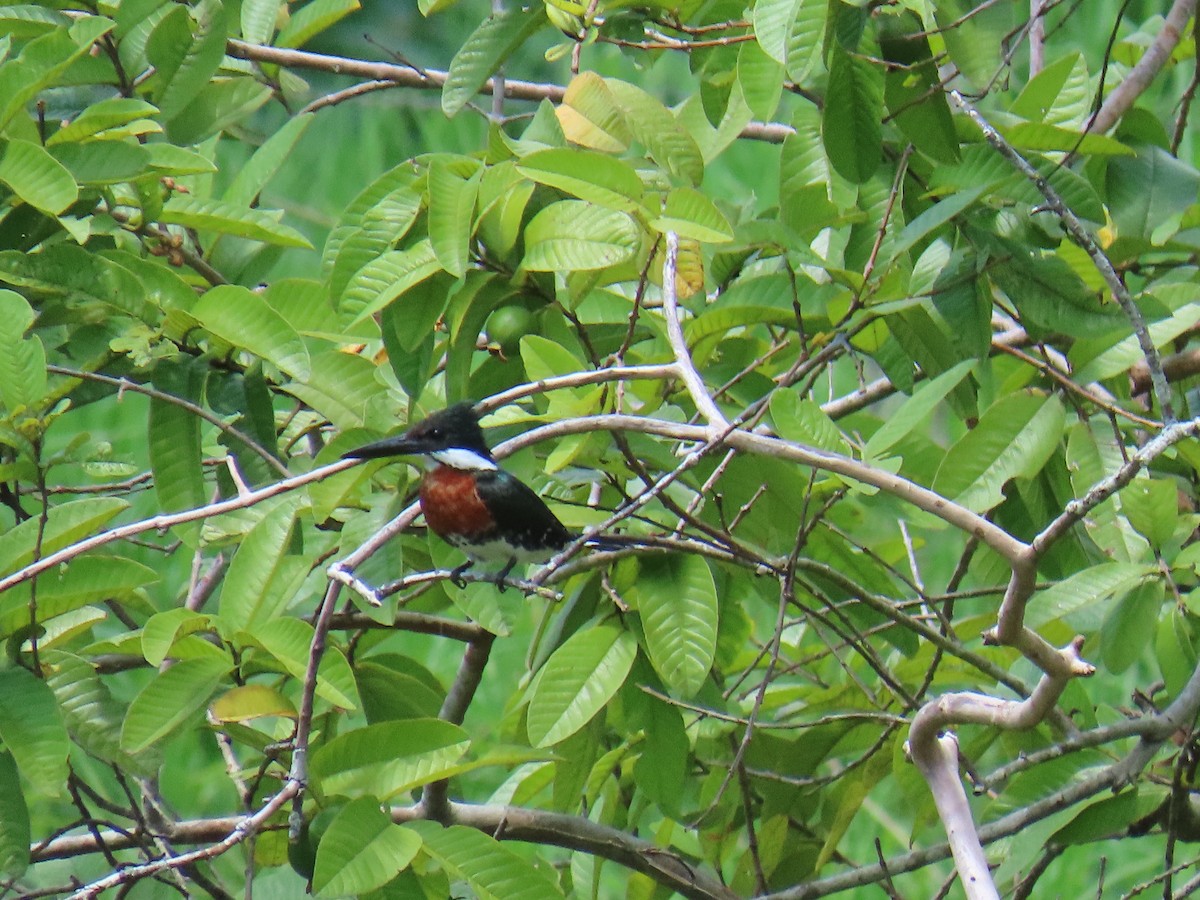 Green Kingfisher - ML638293831